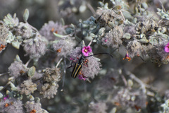 Sphaenothecus bilineatus