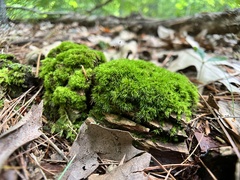Dicranum flagellare