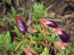 Brachyotum strigosum