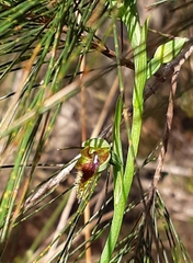 Calochilus
