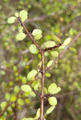 Coprosma wallii