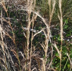 Aristida purpurea