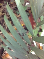 Leucauge argentina