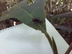 Metapocyrtus adspersus