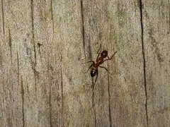 Camponotus snellingi