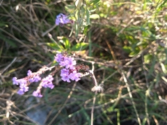 Verbena litoralis