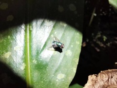 Chrysomya rufifacies