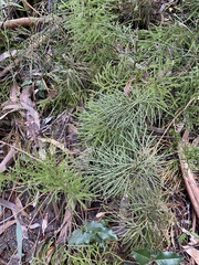 Lycopodium deuterodensum