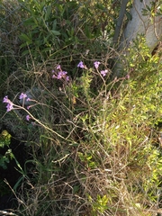 Verbena litoralis