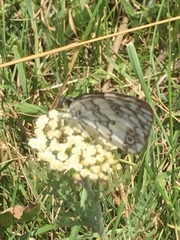 Melanargia larissa
