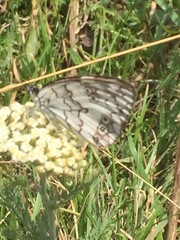 Melanargia larissa