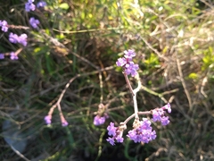 Verbena litoralis