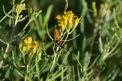 Crossidius suturalis