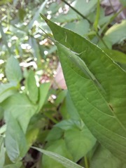 Atractomorpha lata