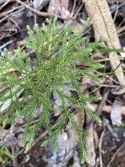 Lycopodium deuterodensum