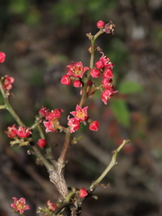 Anacardiaceae