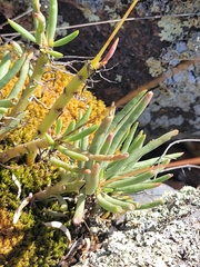 Phemeranthus calycinus