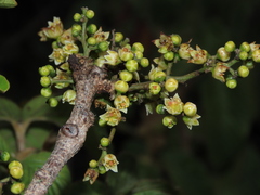 Anacardiaceae