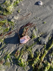 Crustacea