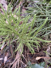 Lycopodium deuterodensum