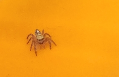 Phidippus audax