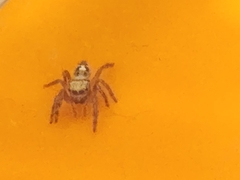 Phidippus audax