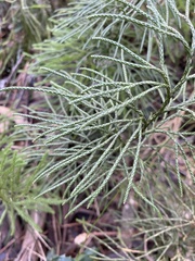 Lycopodium deuterodensum