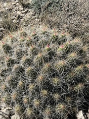 Echinocereus stramineus