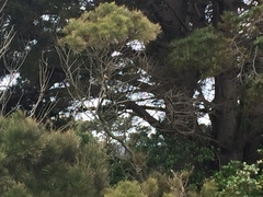 Todiramphus sanctus vagans