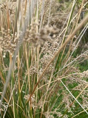 Juncus sarophorus