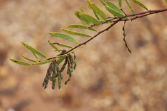 Acacia multisiliqua