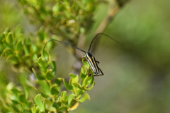 Sphaenothecus bilineatus