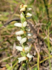 Spiranthes cernua