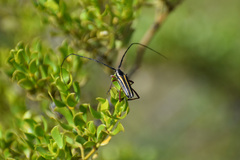 Sphaenothecus bilineatus