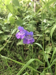 Penstemon neomexicanus