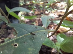 Poecilobothrus nobilitatus