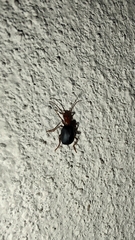 Brachinus