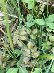 Argentina anserinoides