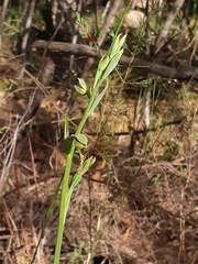 Calochilus