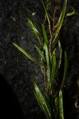 Fontinalis neomexicana