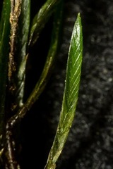 Fontinalis neomexicana