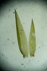 Fontinalis neomexicana