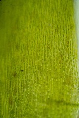 Fontinalis neomexicana