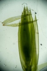 Fontinalis neomexicana