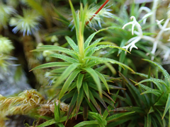 Polytrichum formosum