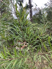 Persoonia linearis