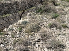 Echinocereus stramineus