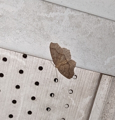 Lambdina fiscellaria