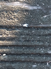 Eriosomatinae