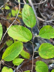 Celtis tenuifolia